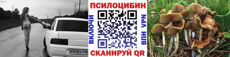 сколько стоит  Сусуман  Галлюциногенные грибы Psilocybine cubensis 